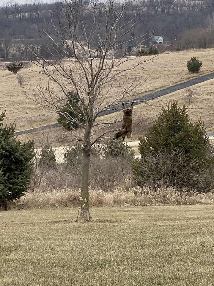 cat hanging from tree branch