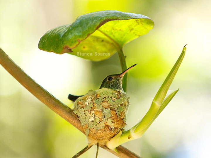 hummingbird house with roof