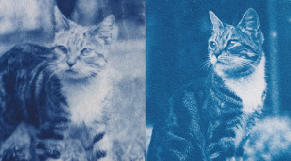 Man Develops 120-Year-Old Cat Photos Found In Time Capsule