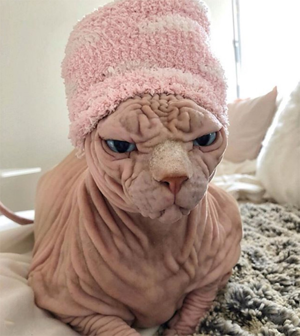 xherdan naked cat wrinkles