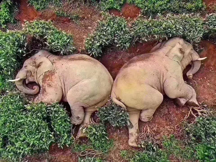 elephants drunk on wine napping