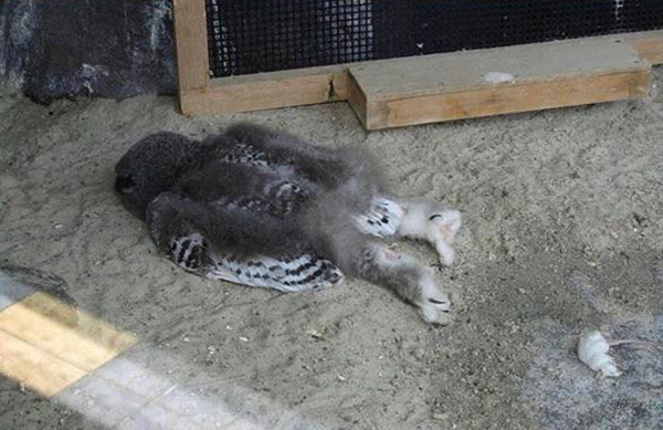 baby snow owls sleep face down