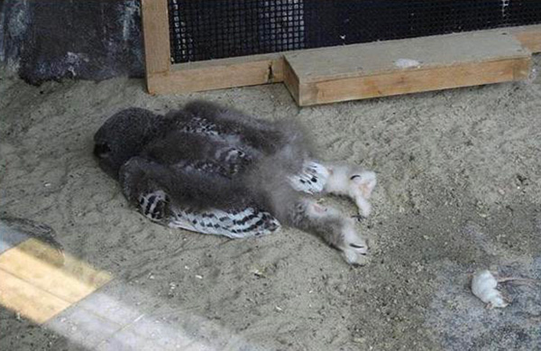 n7jn2-baby-snow-owls-sleep-face-down.jpg