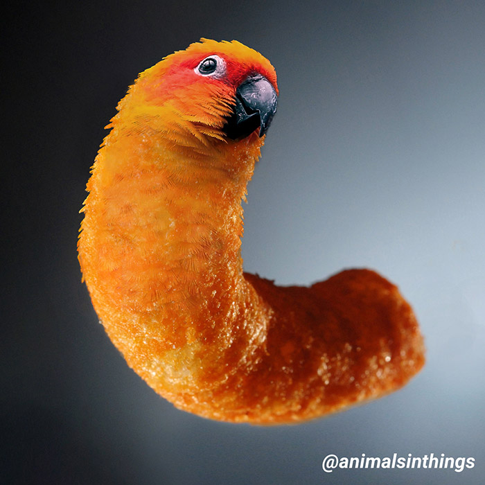 parrot cheeto