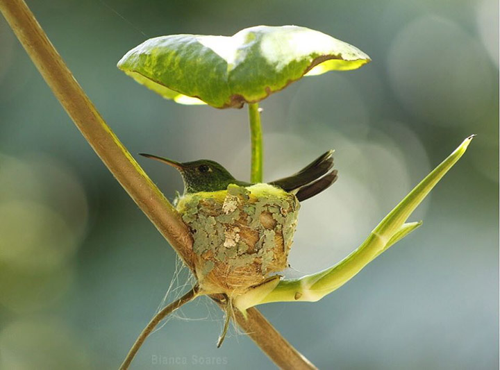 hummingbird house with roof