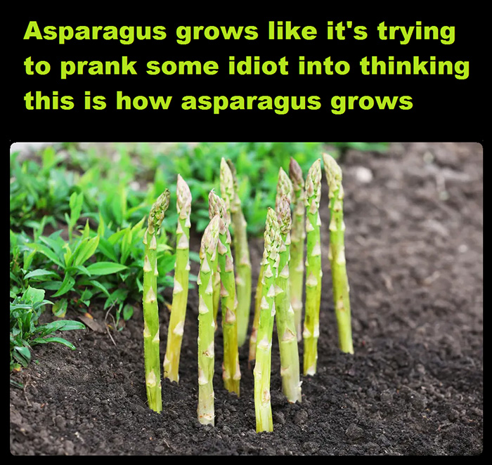 asparagus grows like a prank