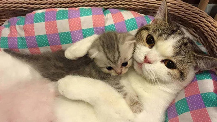 raaob-mom-cat-with-kitten.jpg