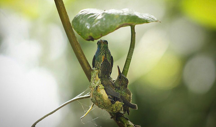 hummingbird nest with roof