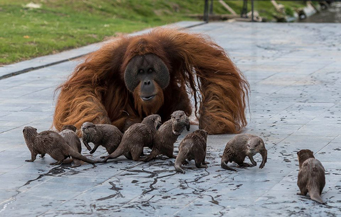 orangutan with otters