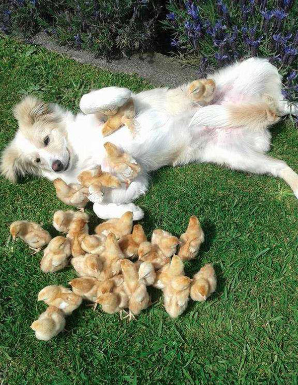 dog with chicks