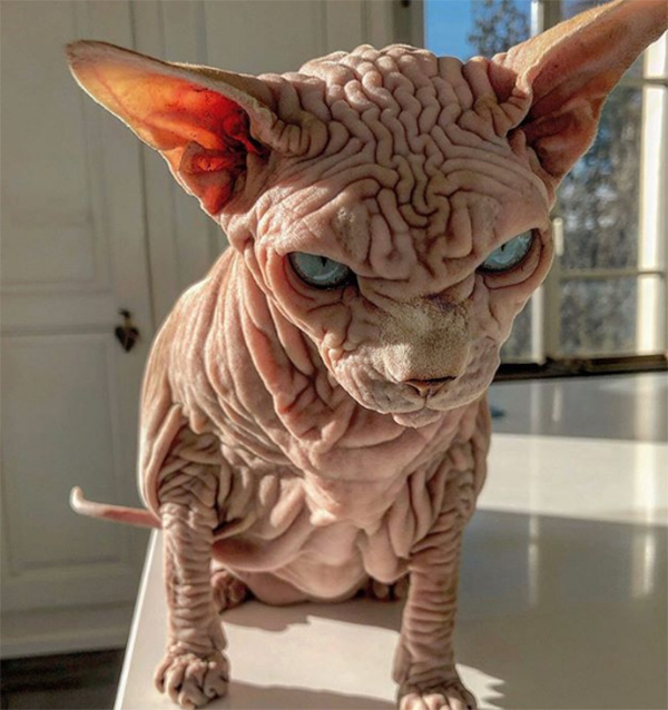 Meet Xherdan - The Naked Cat With So Many Wrinkles