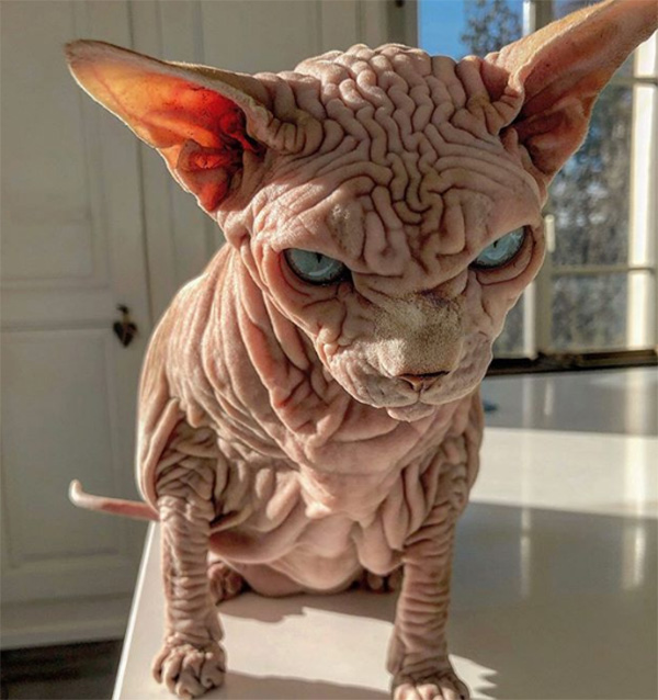 xherdan naked cat wrinkles