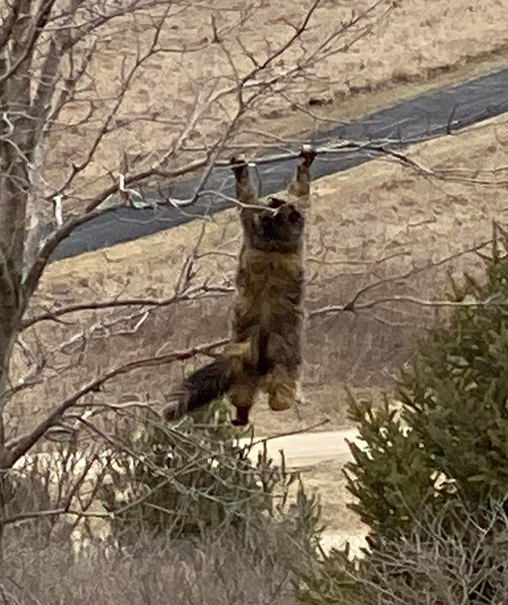 cat hanging from tree branch