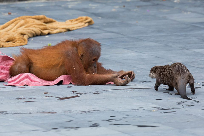orangutan with otters
