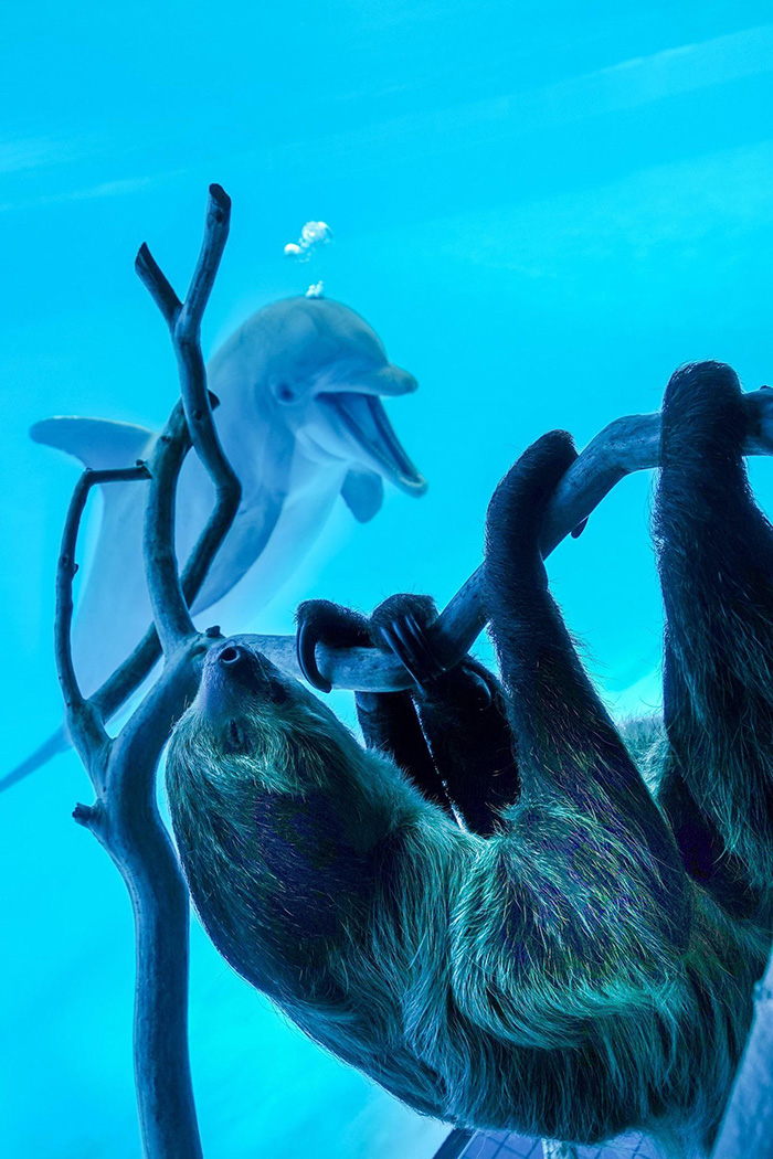 wyxez-dolphin-sees-sloth.jpg