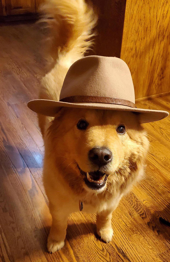 dog in hat