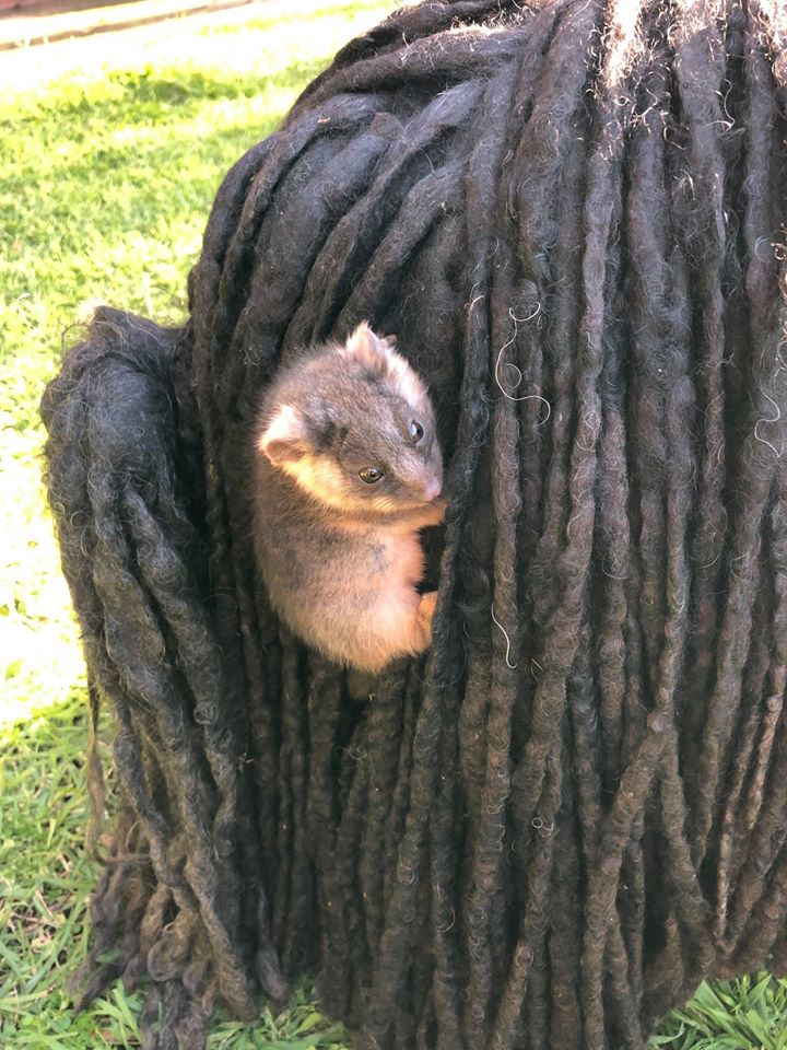 baby possum clinging to dog