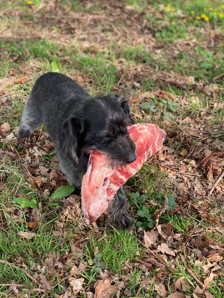 dog steals ribs from neighbor
