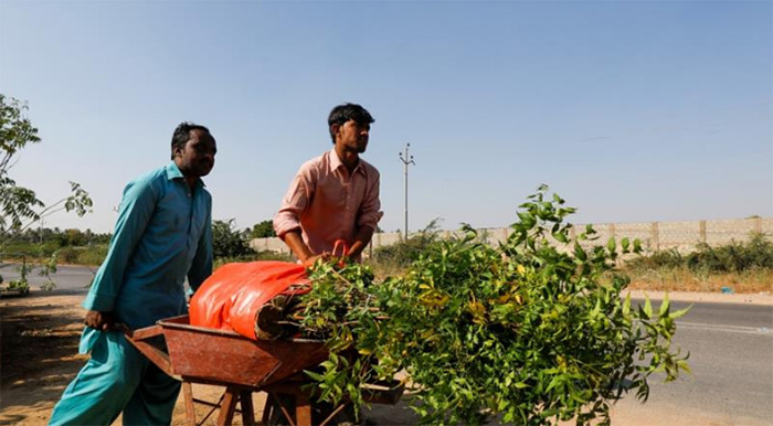 Pakistan 10 billion trees