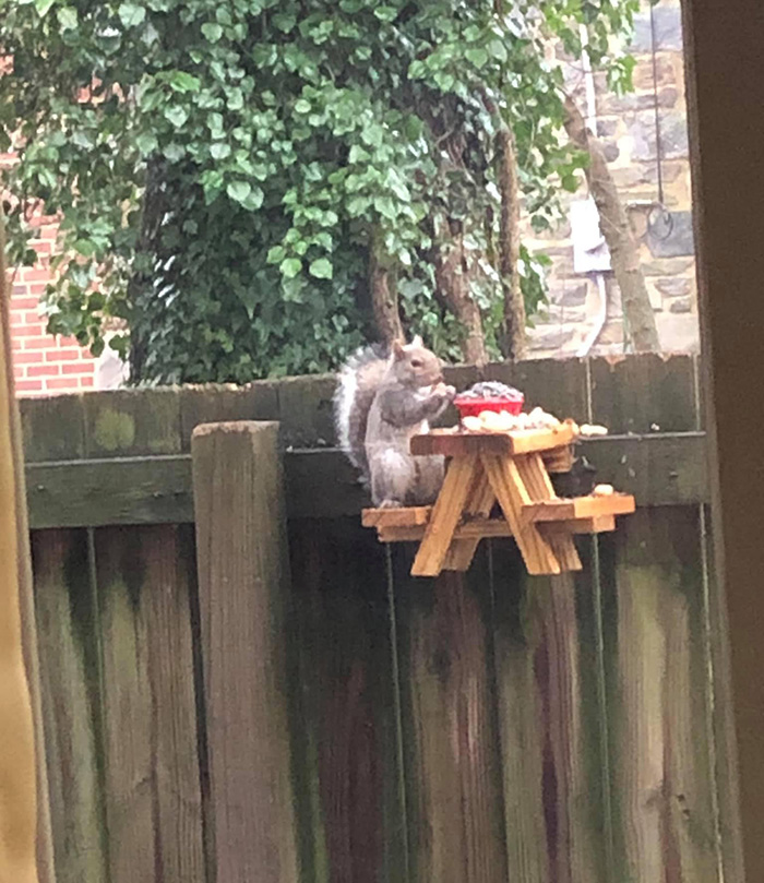 2jik3-squirrel-picnic-table.jpg