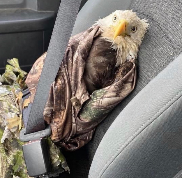 injured bald eagle wearing a seat belt