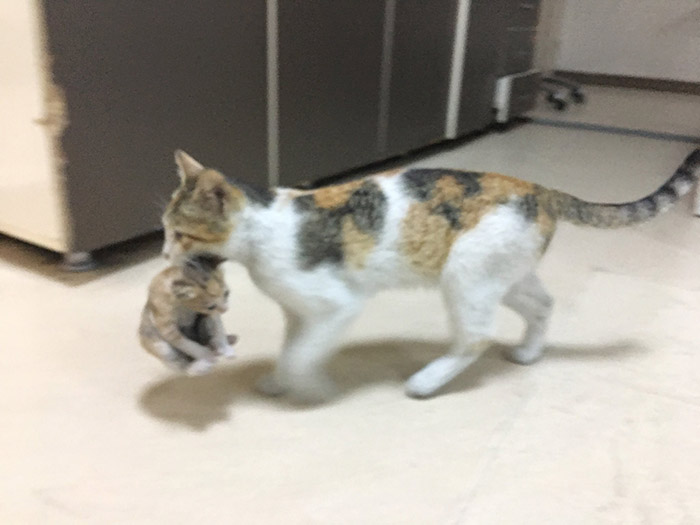 cat brings kitten to ER hospital turkey