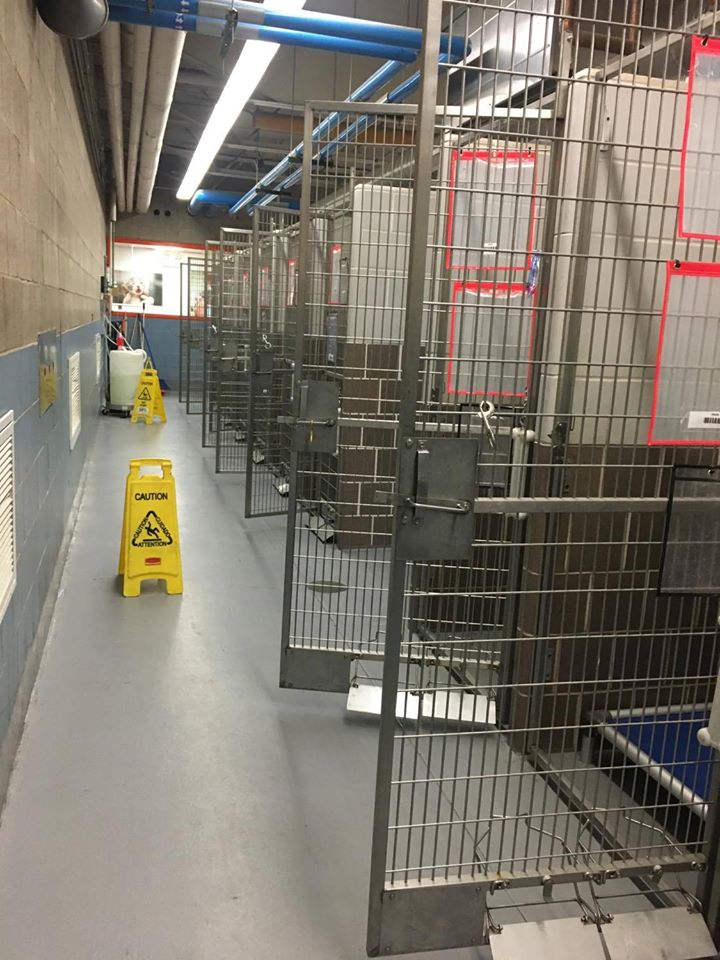 chicago shelter out of adoptable animals