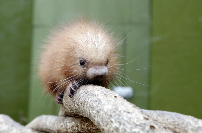 7vi24-baby-porcupine.jpg