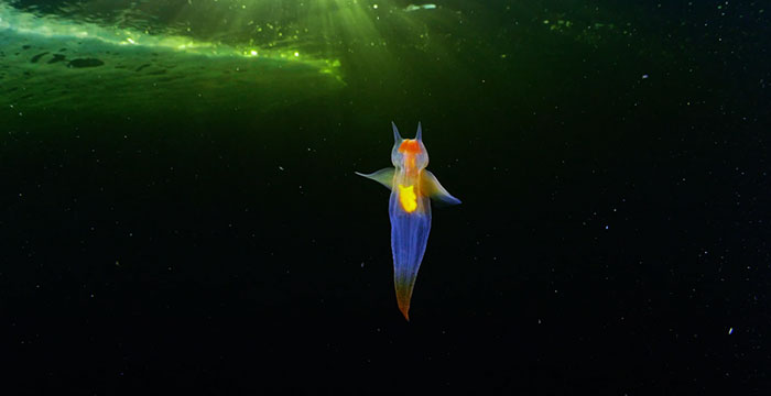 Marine Biologist Captures Breathtaking Photos Of Sea Angels