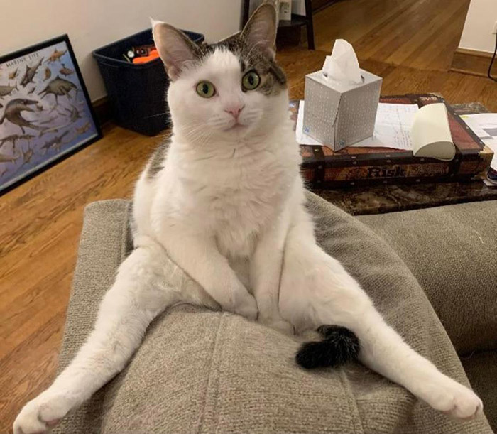 8jk7m-cat-sits-funny.jpg