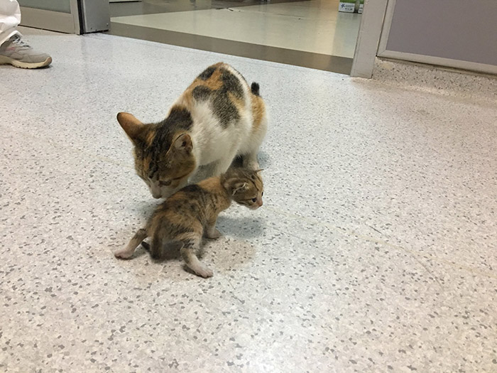 cat brings kitten to ER hospital turkey
