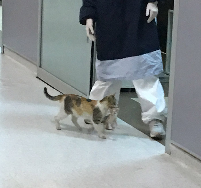 cat brings kitten to ER hospital turkey