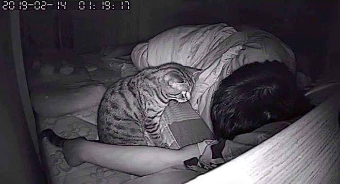 cat sleeping on face