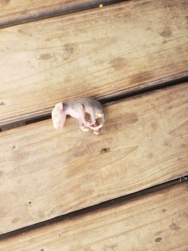 cat baby possum