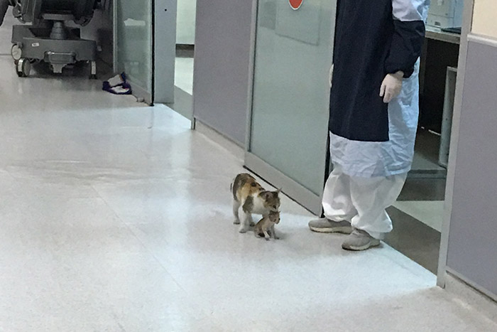 cat brings kitten to ER hospital turkey