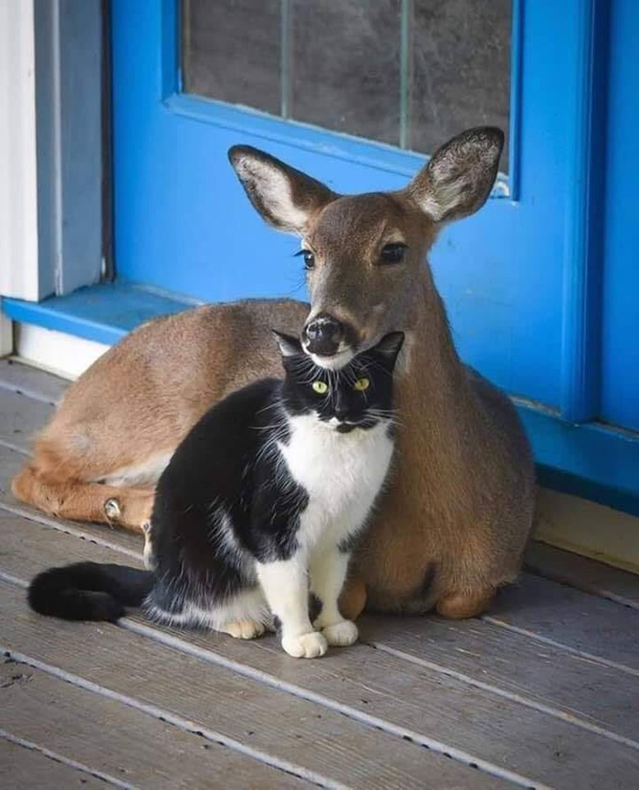 k82r1-cat-and-deer.jpg