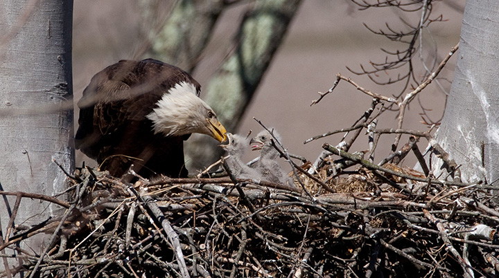 bald eagle population growing