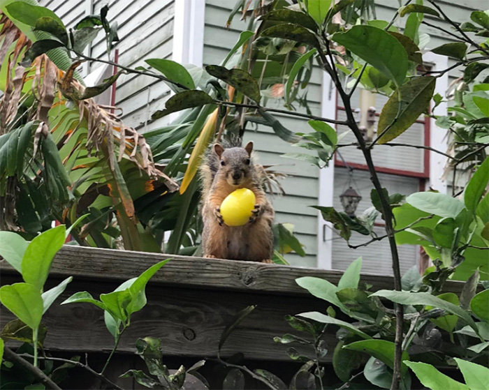 squirrel found an easter egg