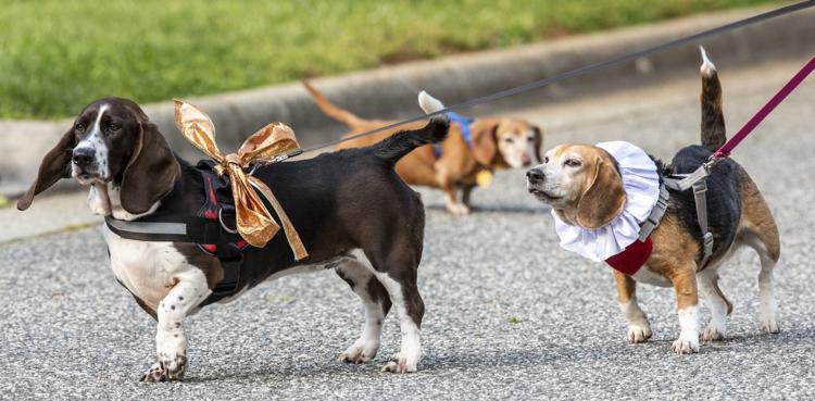 dog parade for little girl birthday