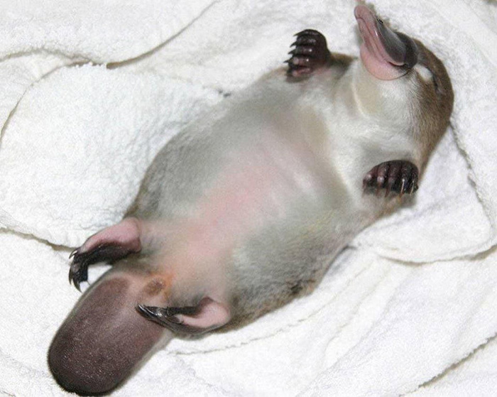 Baby Platypus