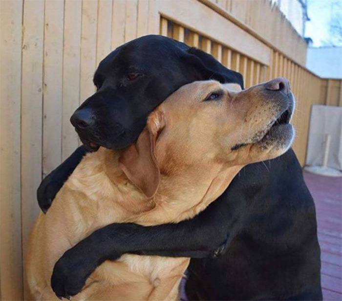 Do Dogs Hug Each Other