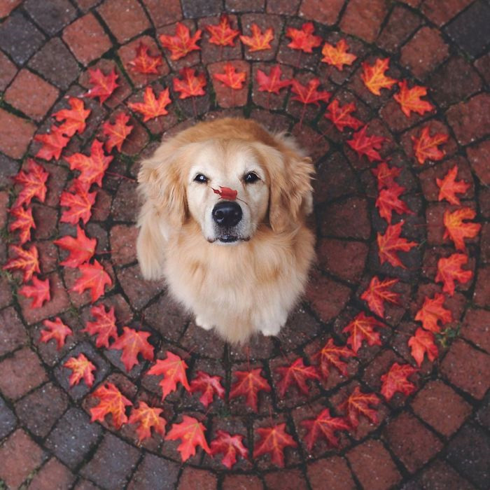 s0f63-golden-retriever-leaves-circle.jpg
