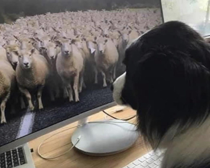 u0dcl-border-collie-working-from-home.jpg