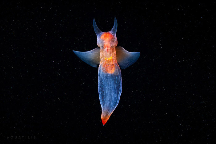 Marine Biologist Captures Breathtaking Photos Of Sea Angels