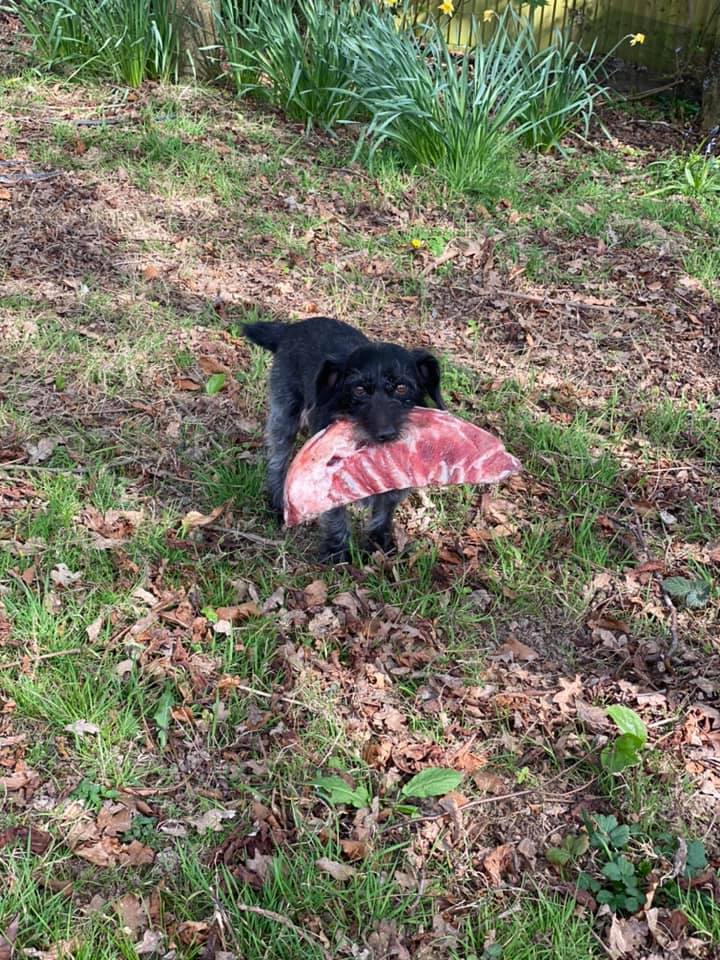 dog steals ribs from neighbor