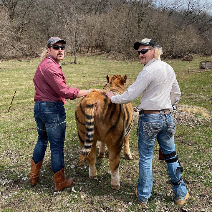 tiger king cow farmers