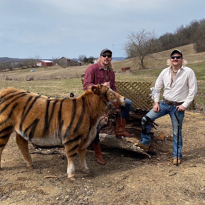 tiger king cow farmers