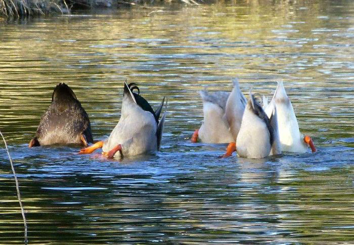 best of crap wildlife photography