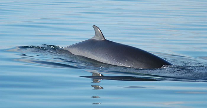 iceland no whale killing 2 years