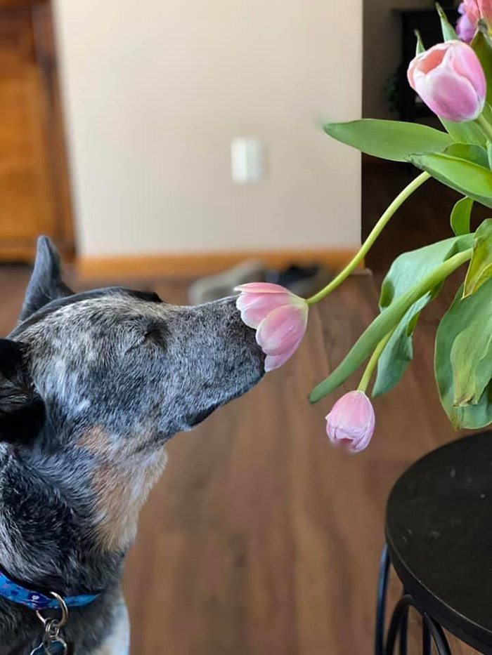 dog smelling the flowers